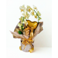 Orquídea  Chic