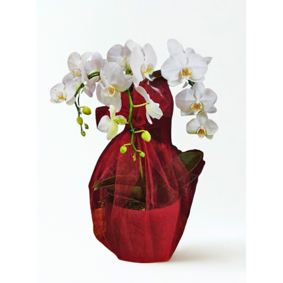 ORQUÍDEA SUPREME - 4 HASTES