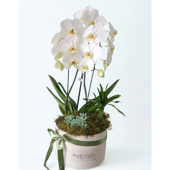 Orquídea Mix Floral 