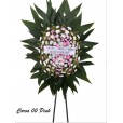 COROA  PINK  P