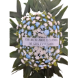 COROA  BLUE  P