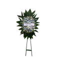COROA  BLUE  P