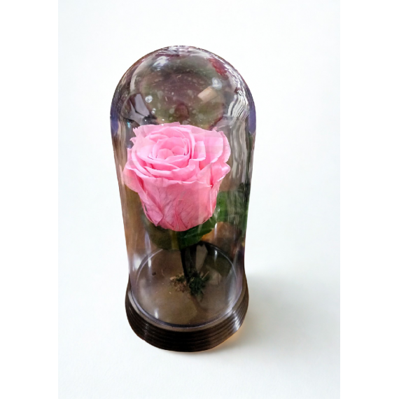 ROSA ENCANTADA- ROSA