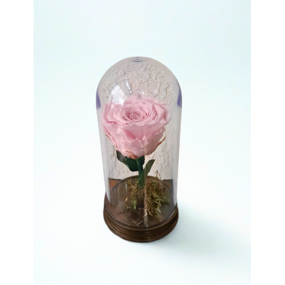 ROSA ENCANTADA- ROSA