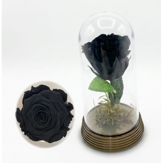 ROSA ENCANTADA- PRETA