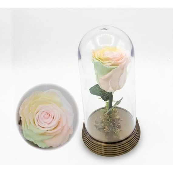 ROSA ENCANTADA- ARCO IRIS PASTEL