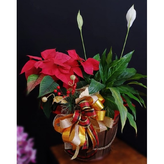 POINSETTIA + LÍRIO DA PAZ