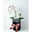 Orquídea Mix Floral 