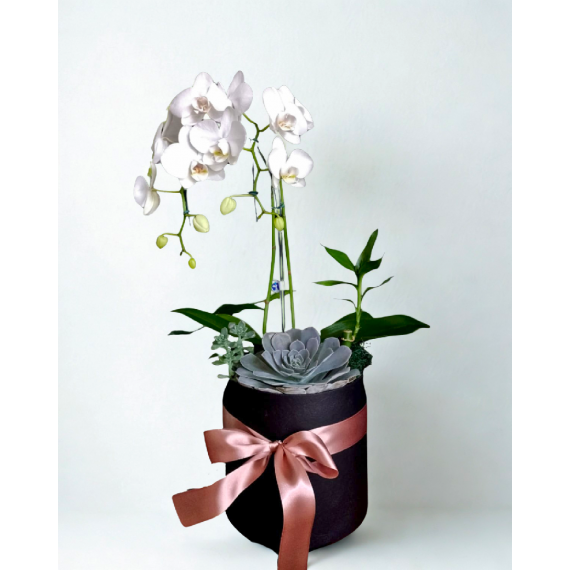 Orquídea Mix Floral 