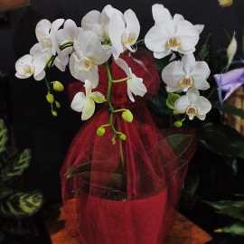 ORQUÍDEA SUPREME - 4 HASTES <3