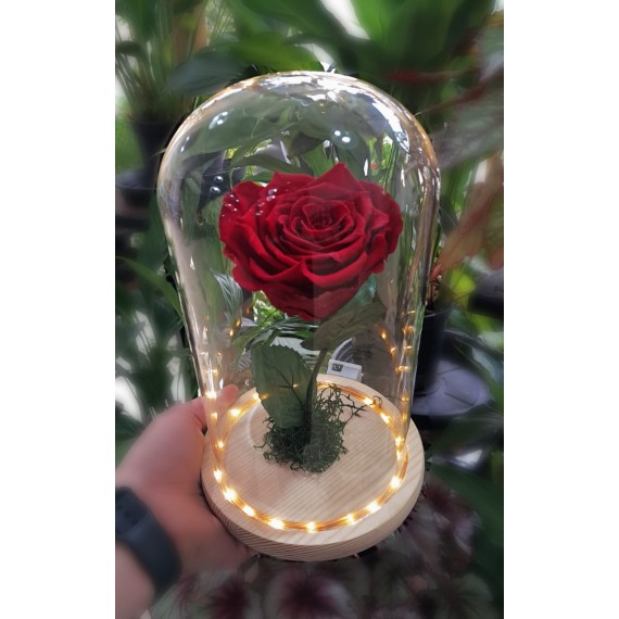 ROSA ENCANTADA- VERMELHA  CÚPULA DE VIDRO COM LUZ DE FADA EMBUTIDA 